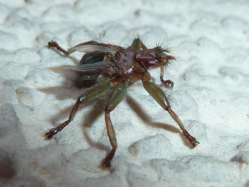 Crataerina pallida